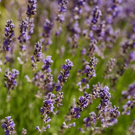 Casa Natal Del Gigante De Sallent Dom wakacyjny
