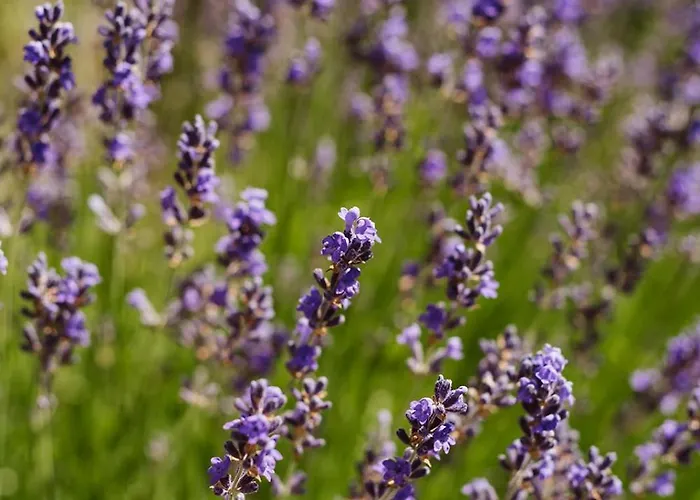 Casa Natal Del Gigante De Sallent Tatil Evi