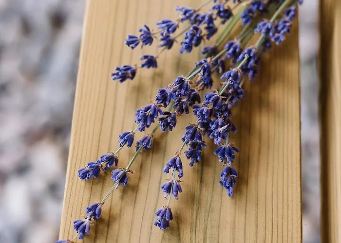 Tatil Evi Casa Natal Del Gigante De Sallent *